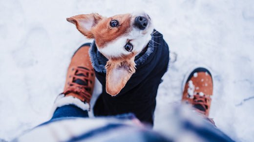 Top 10 Cozy Dog Accessories for the Winter - WOOF
