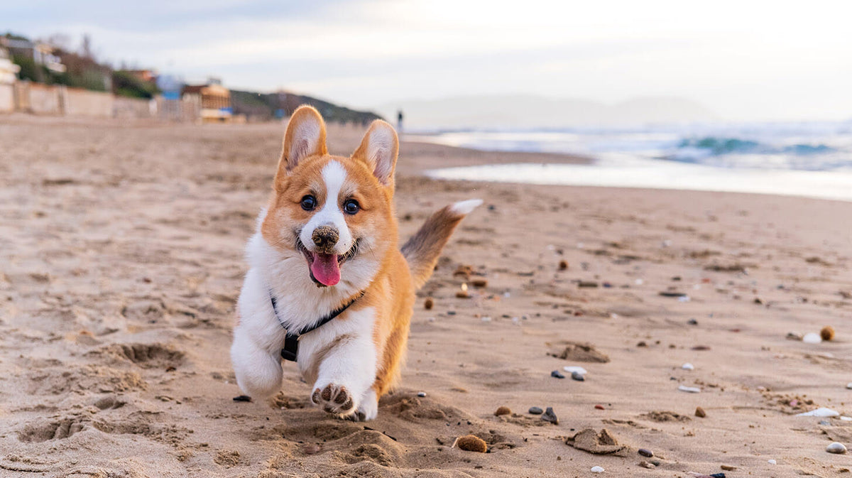 Are Corgis the Perfect Pet? Pros, Cons, and What to Expect - WOOF