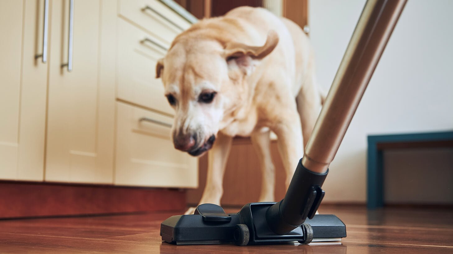 Stop Barking, Start Bonding: Tackling Barking and Digging Like a Pro - WOOF