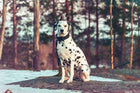 Original pet photo