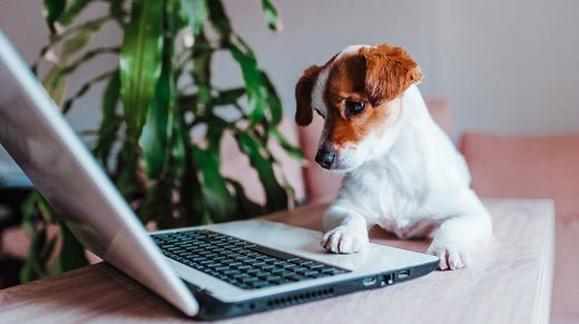 20 Most Googled Dog Questions Answered - WOOF