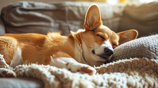 How to Care for a Corgi: Tips for Puppies, Teens, Adults & Seniors - WOOF