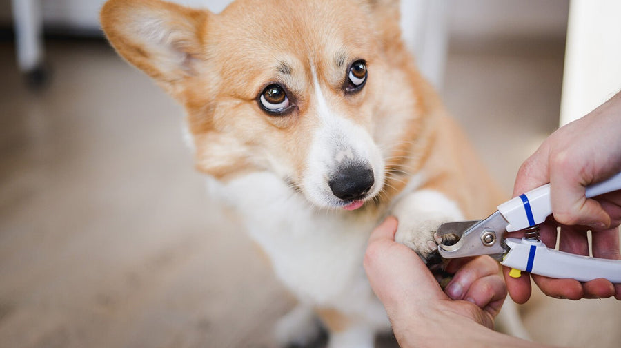Dog Care Essentials: Trimming Nails & New Situations - WOOF