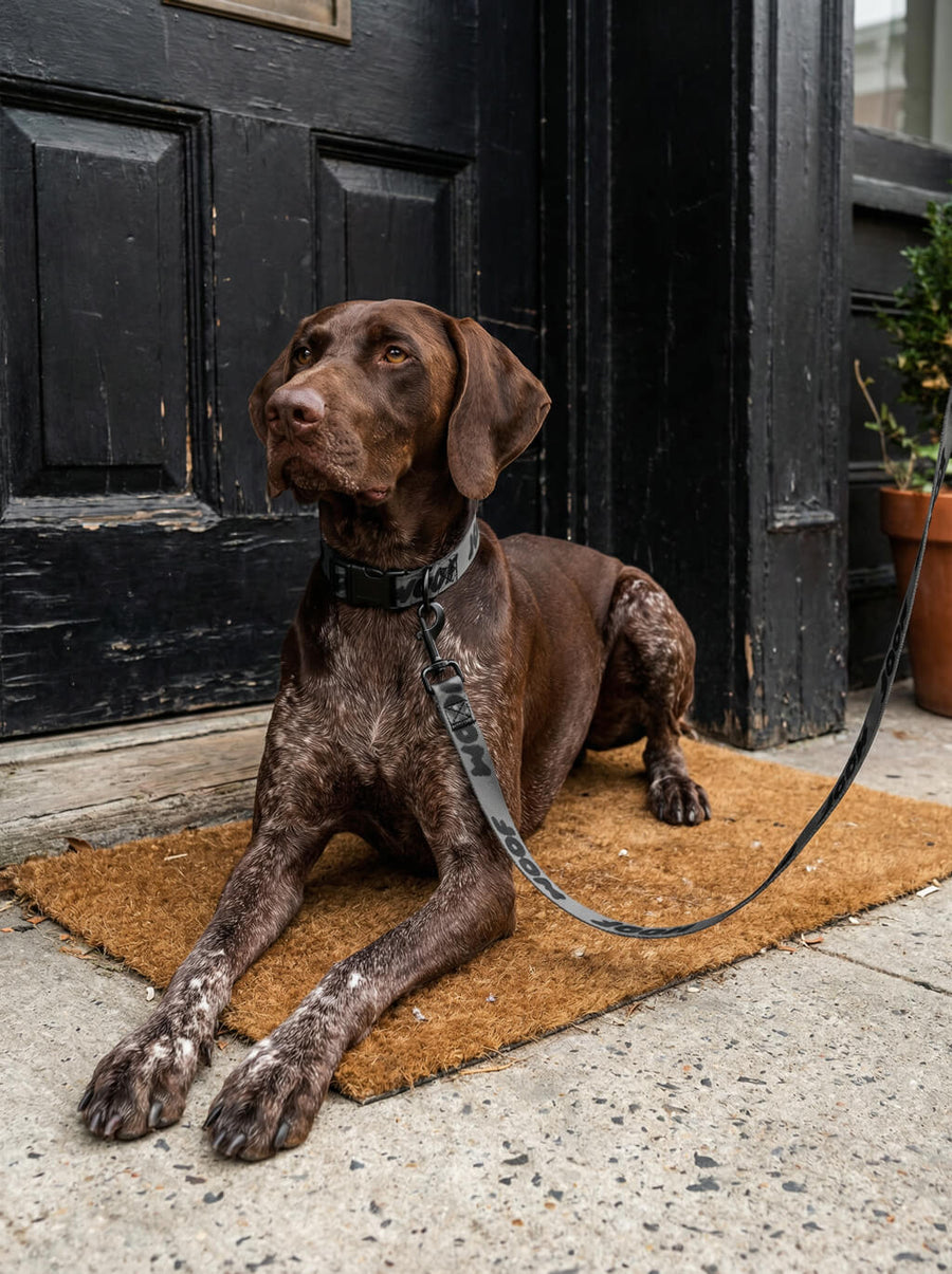 All black WOOF collar and leash set worn on a city walk