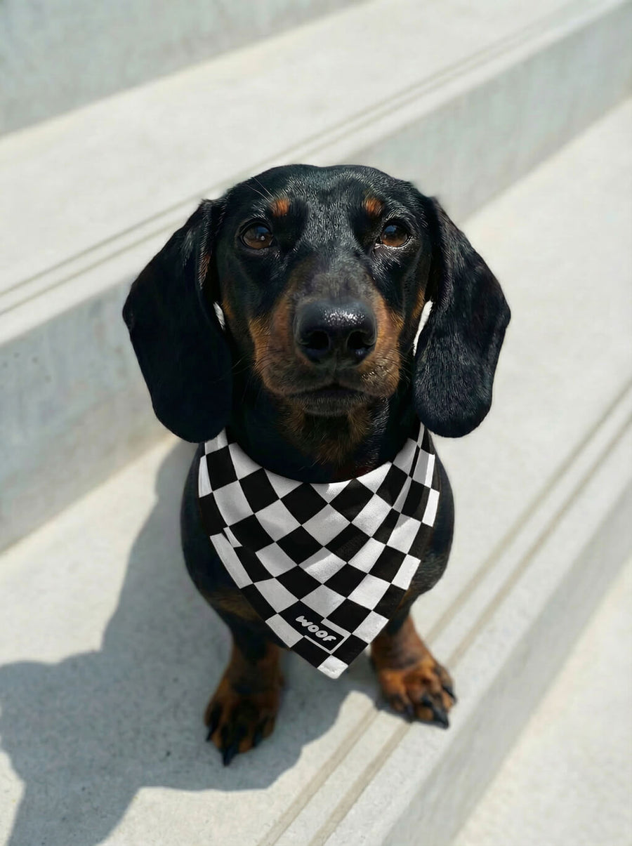 Checkered dog bandana from WOOF on a plain background