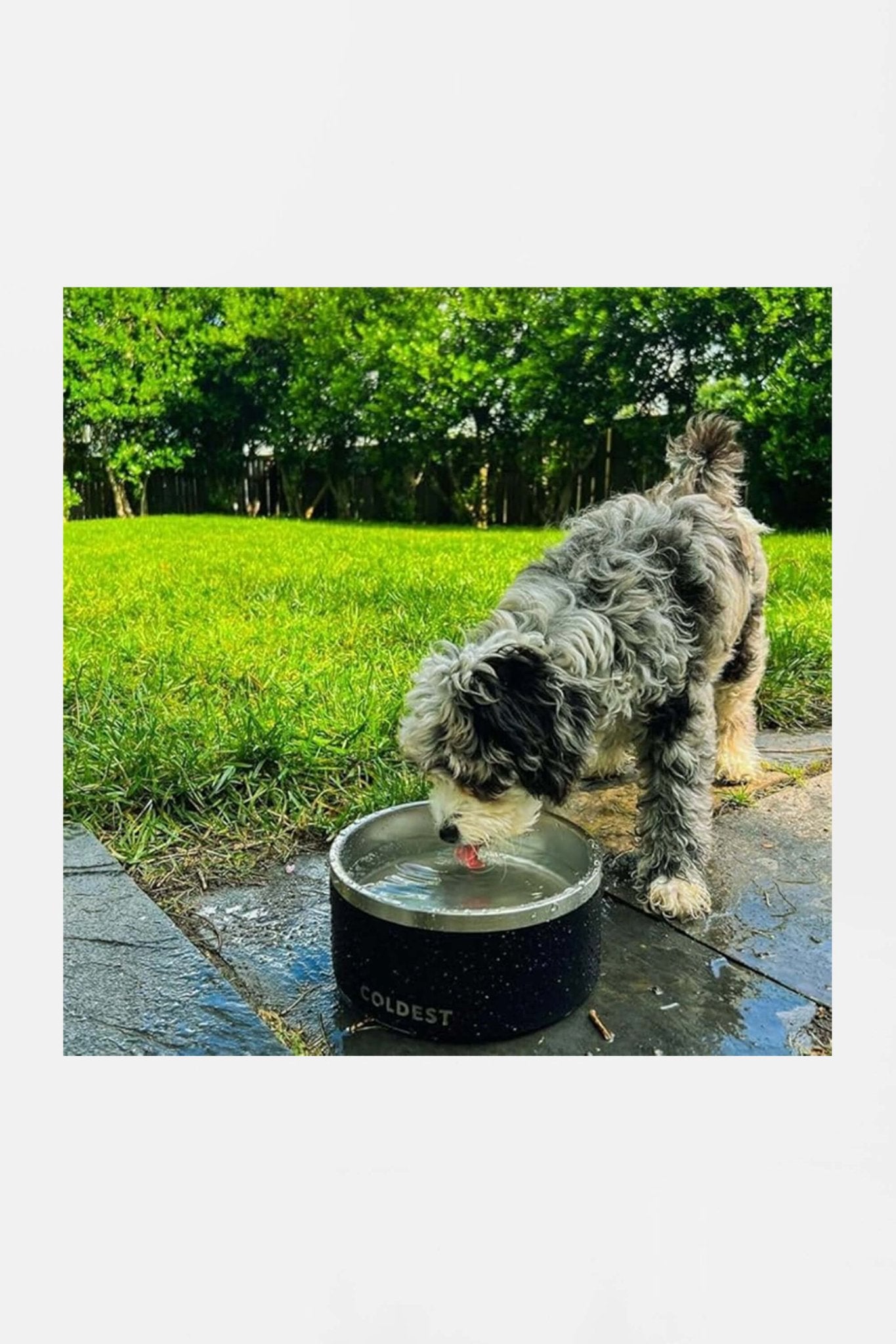 Coldest Stainless Steel Metal Dog Bowl (64oz).