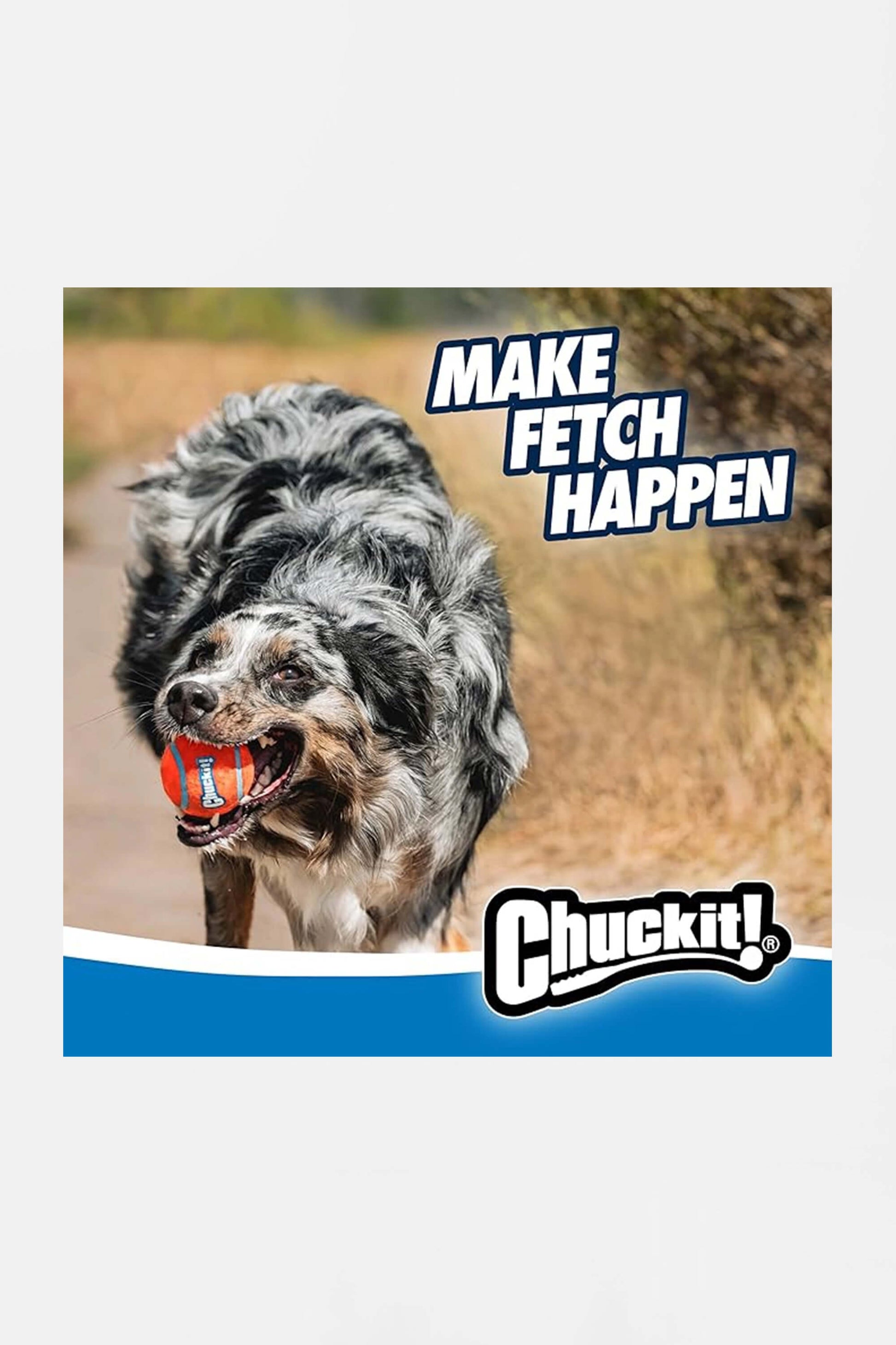 A black and white dog carries an orange ball along a path, poised for another fetch session with the Chuckit! 12 Dog Ball Launcher. Make Fetch Happen and Amazon Chuckit! stand out against the background, where bushes are faintly visible.