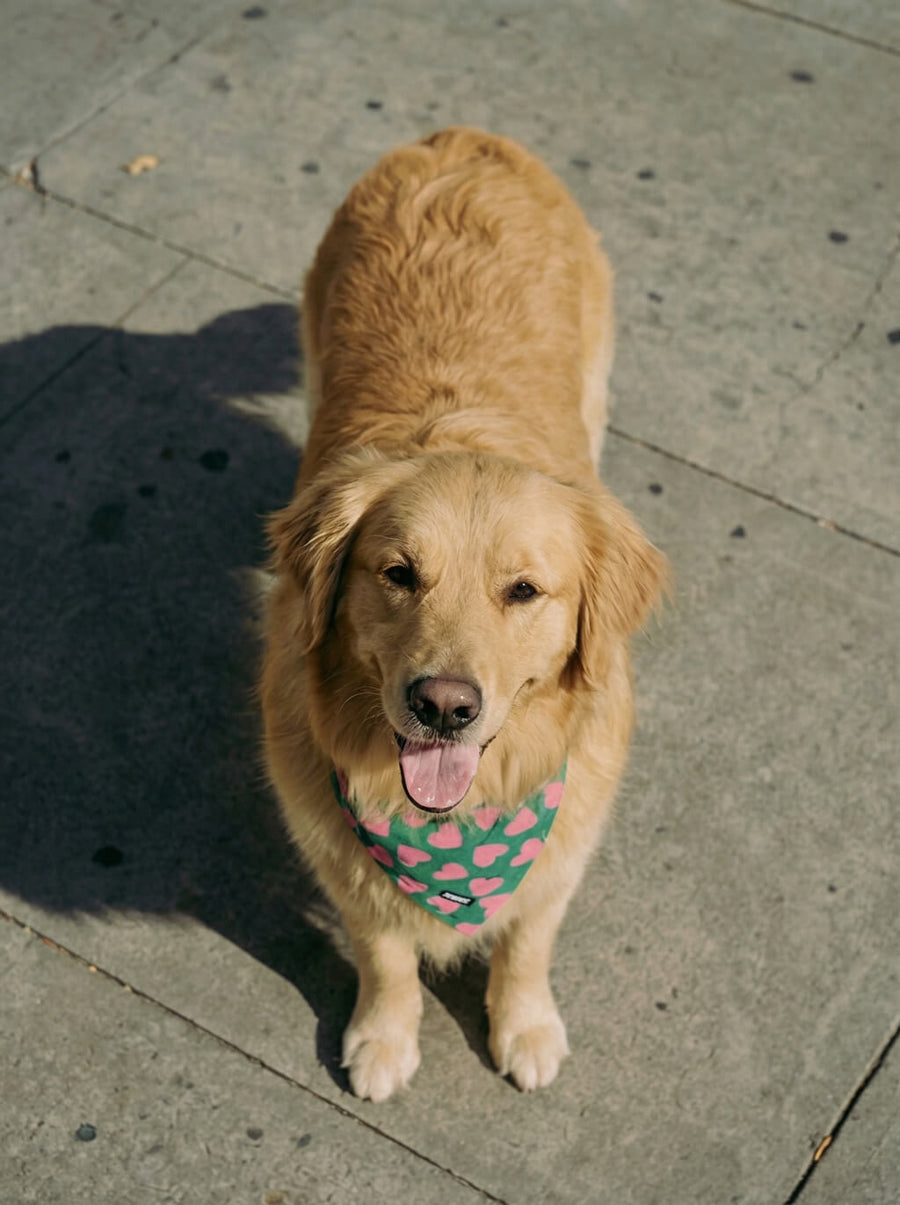 Valentines Day dog bandana from WOOF, straight on front view