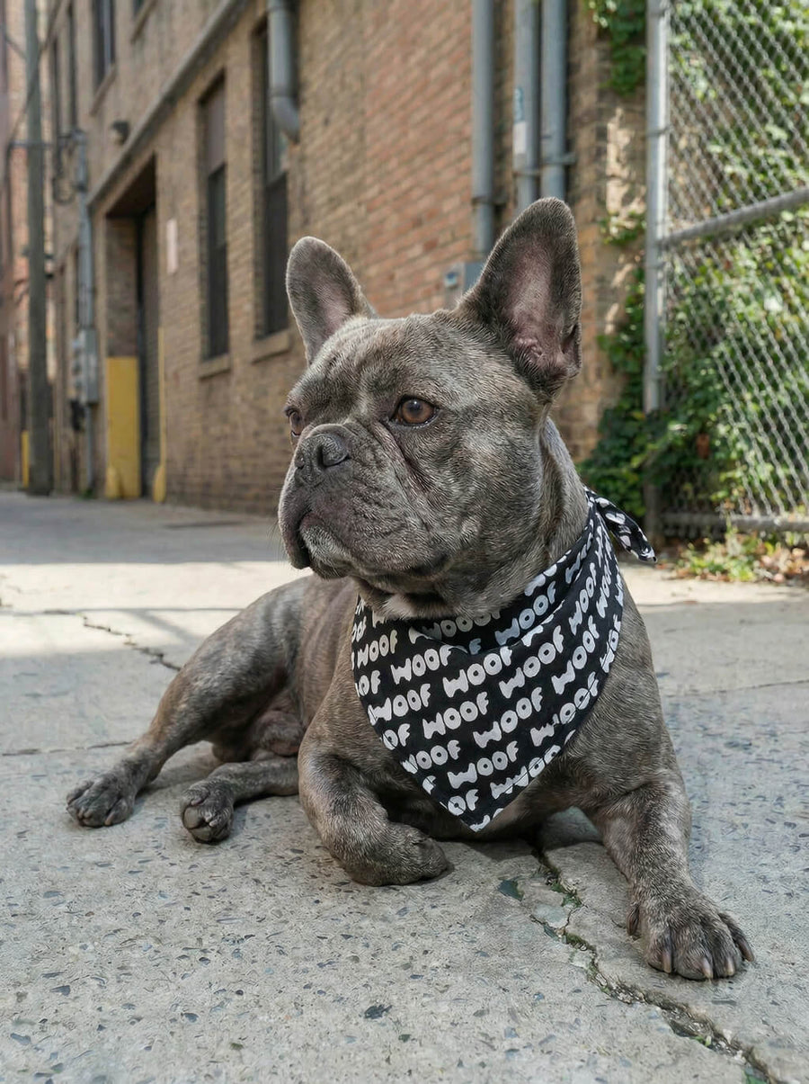 WOOF logo dog bandana tied at the neck