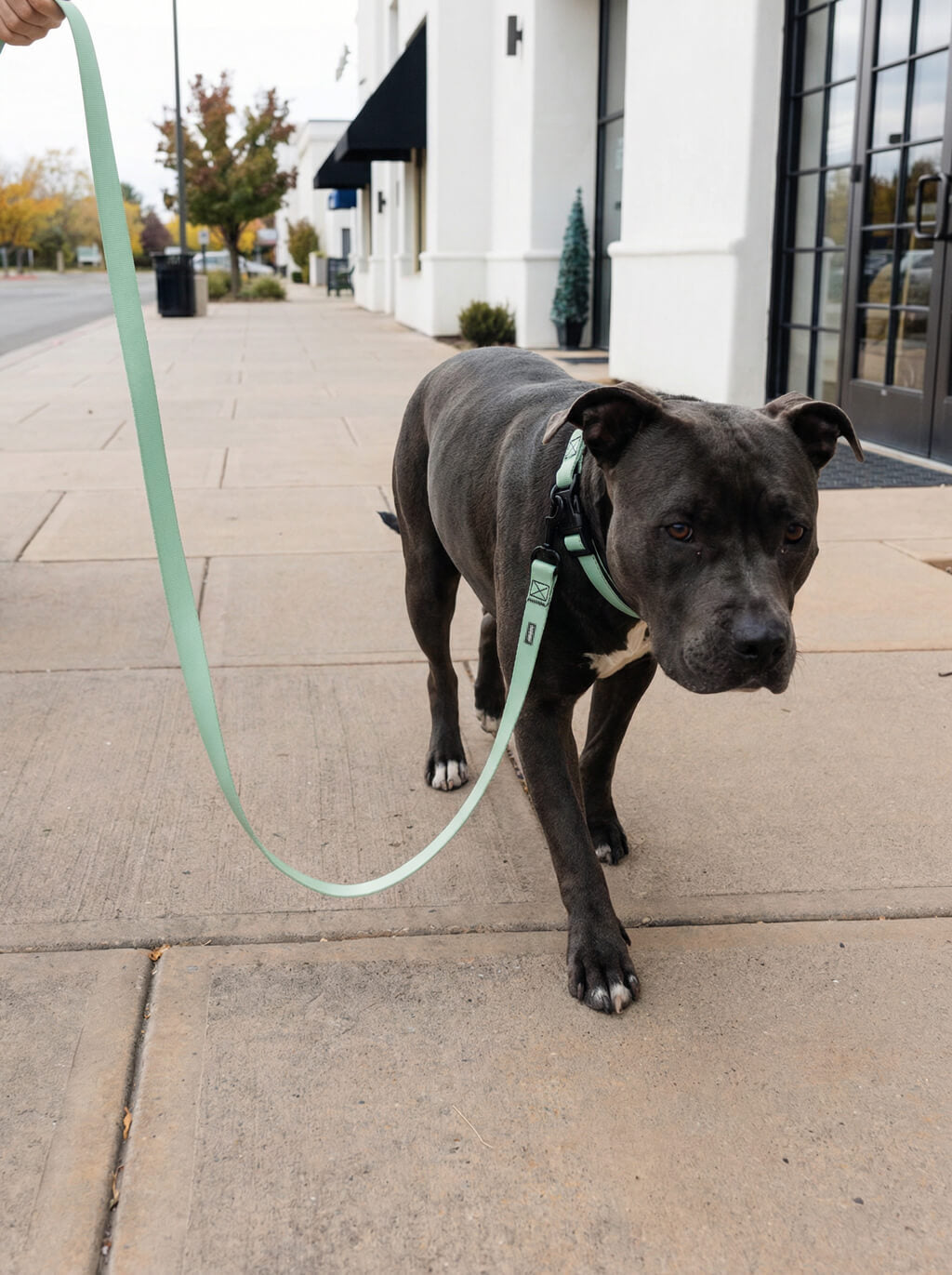 Mint Green Dog Collar & Leash Set