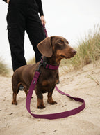 Burgundy Dog Collar & Leash Set