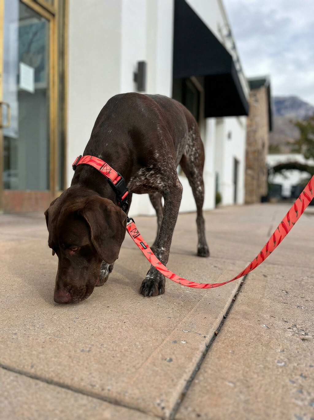 Chili Pattern Dog Collar & Leash Set