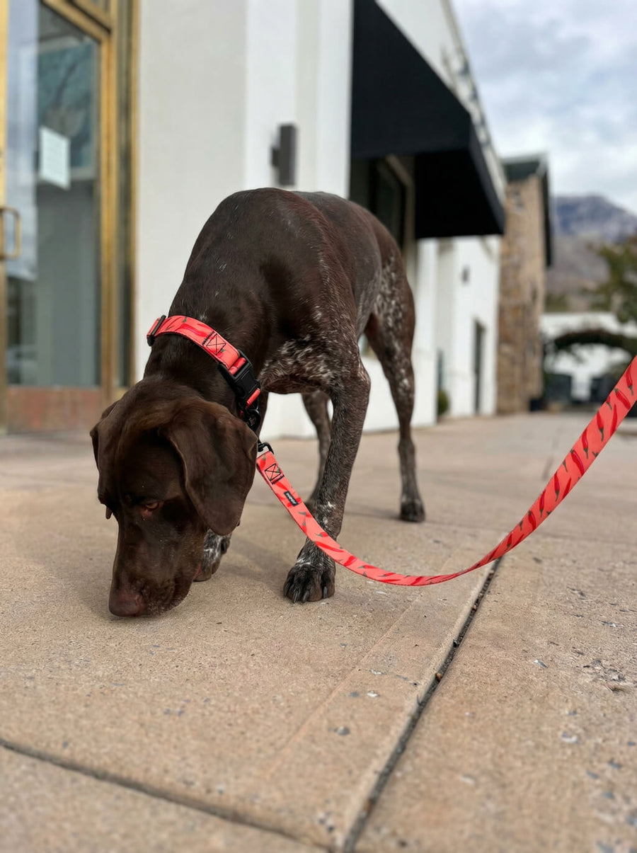 Chili print dog collar and leash set from WOOF in use outdoors