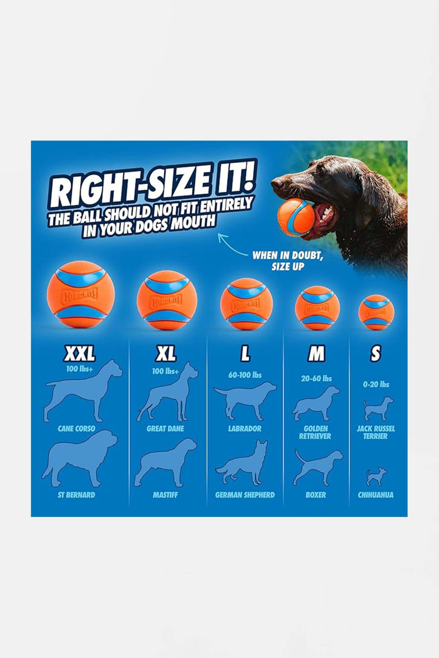 Chuckit ball launcher from WOOF with a dog chasing the ball