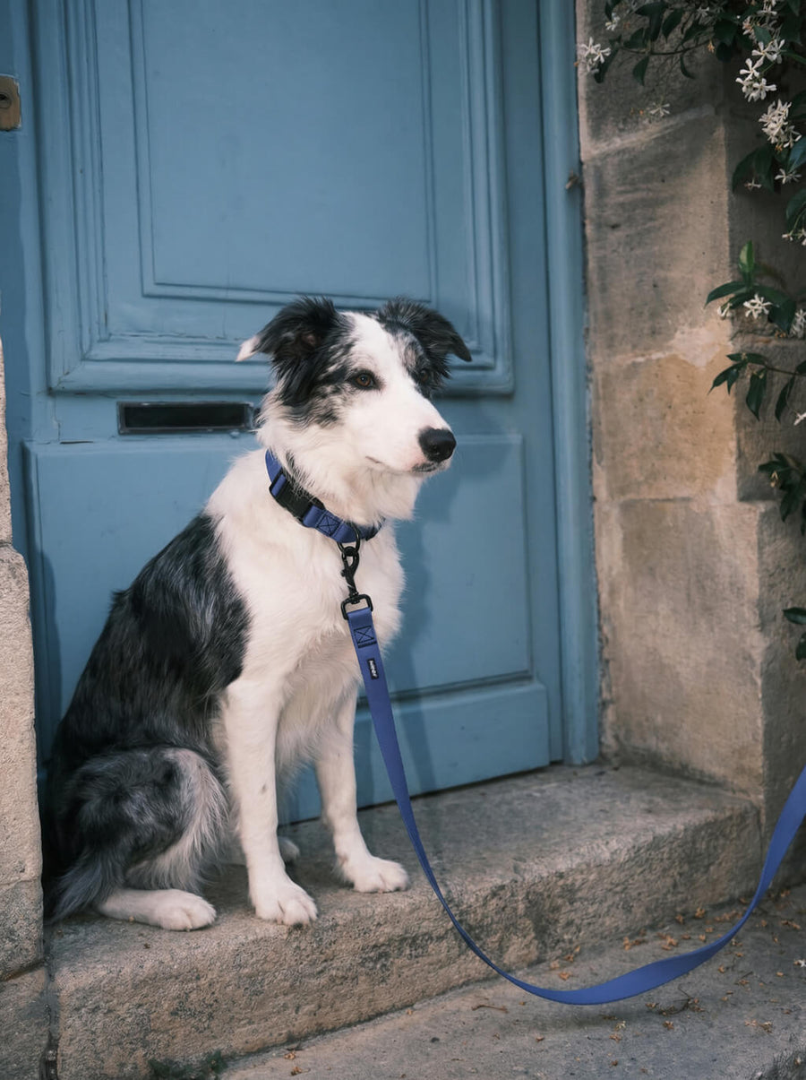 Dog wearing the deep blue collar and leash set from WOOF on a walk
