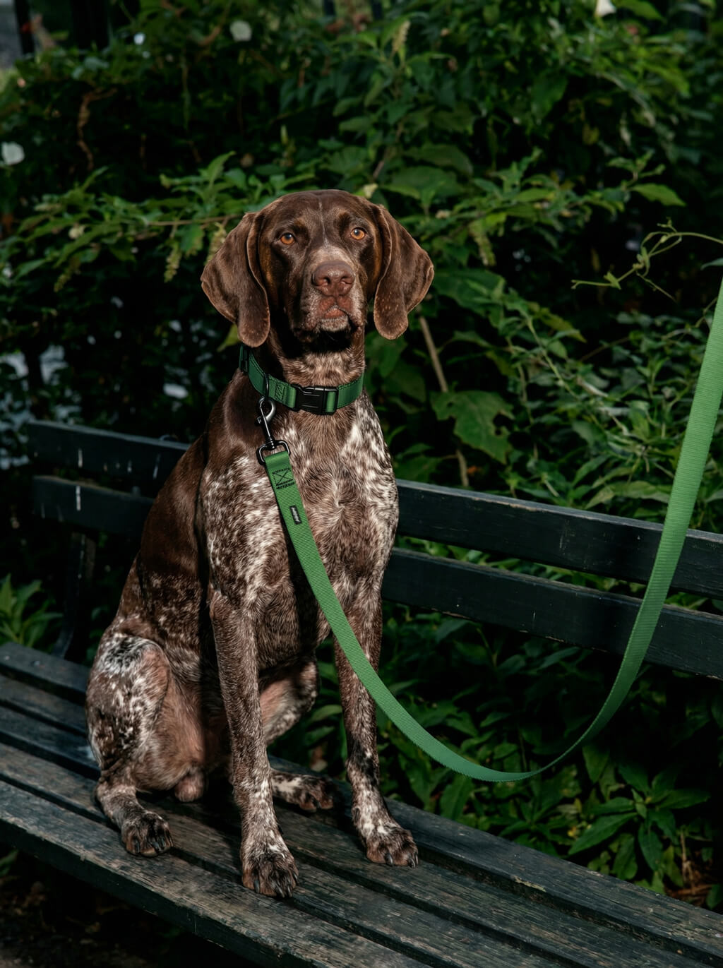 Deep Green Dog Collar & Leash Set