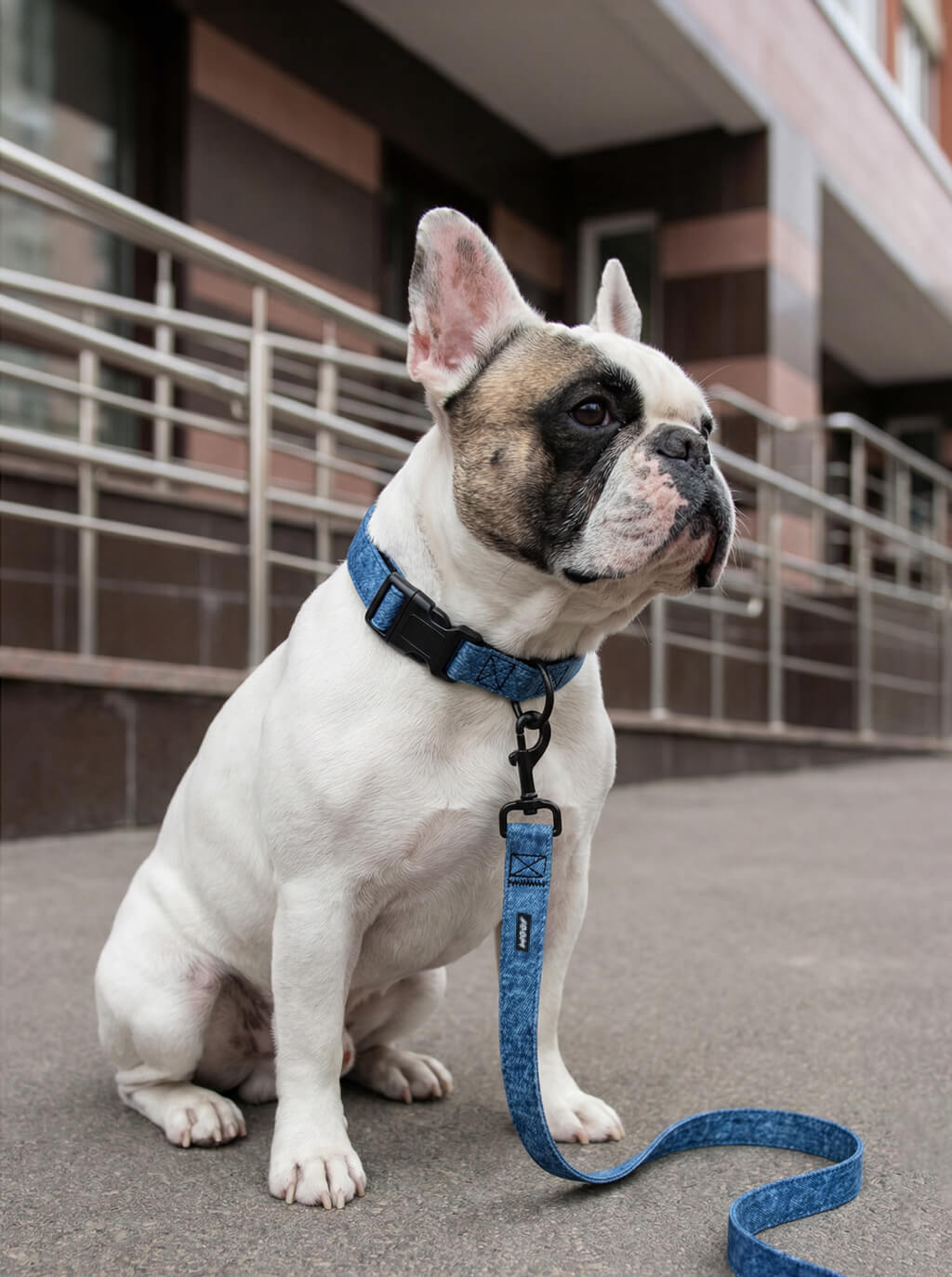 Denim Jeans Look Dog Collar & Leash Set