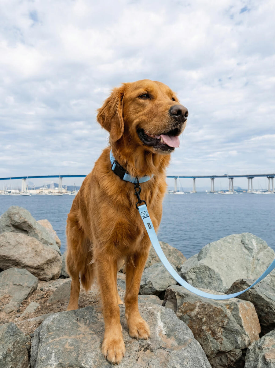 Dog wearing the ice blue collar and leash set from WOOF on a walk