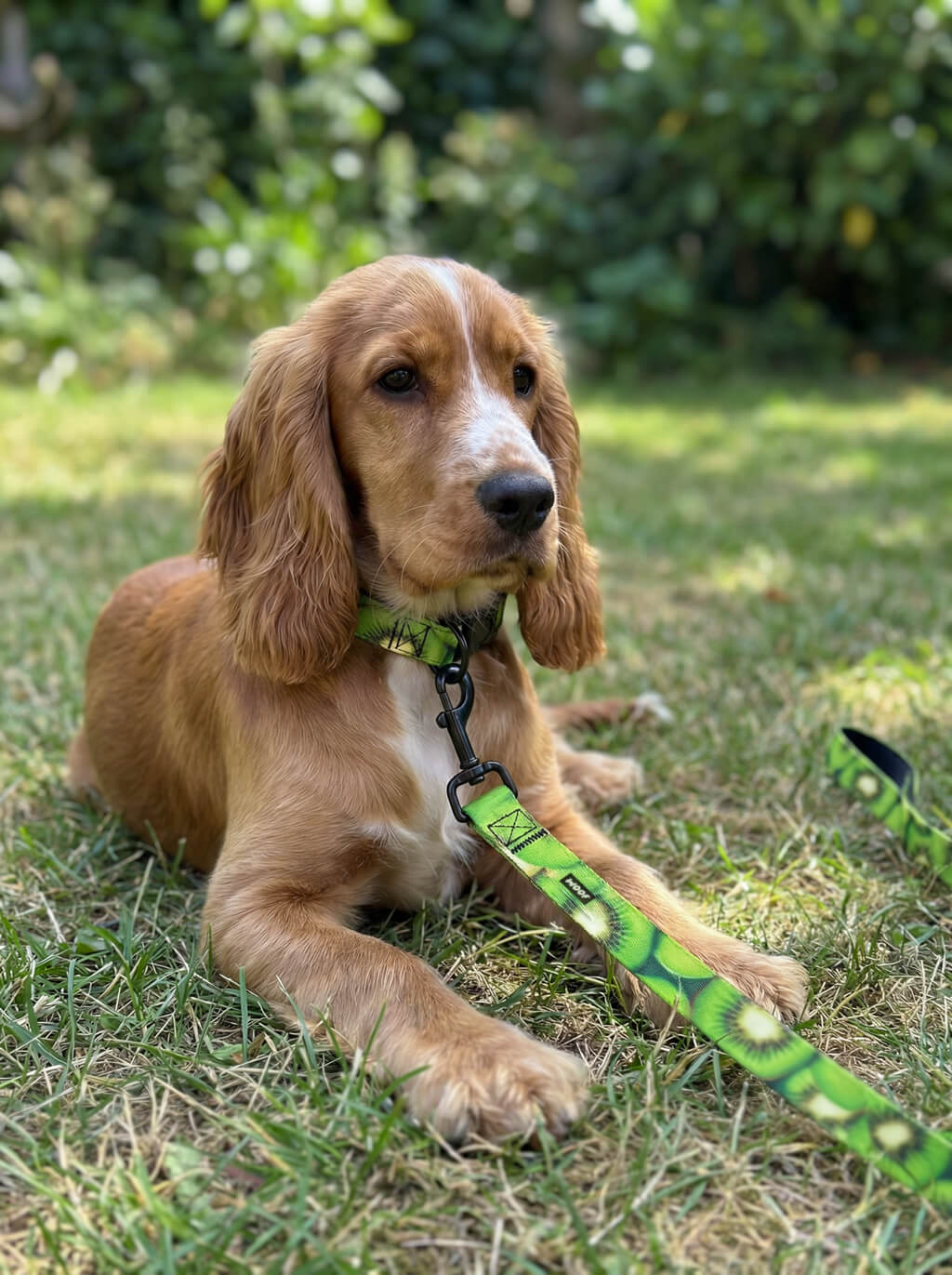 Kiwi Print Dog Collar & Leash Set