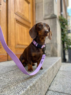 Lavender Dog Collar & Leash Set