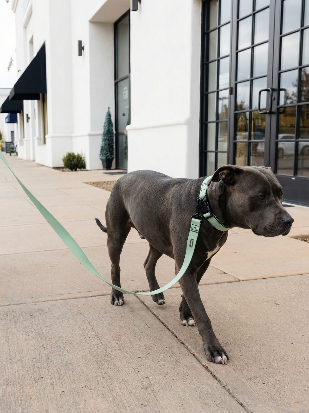 Mint Green Dog Collar & Leash Set
