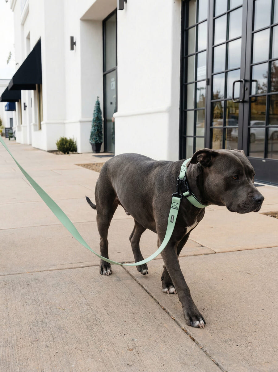 Mint green dog collar and leash set from WOOF in use outdoors