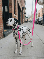 Neon Pink Dog Collar & Leash Set