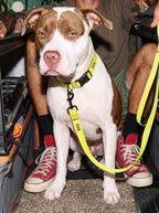 Neon Yellow Dog Collar & Leash Set
