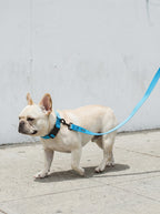 Sky Blue Dog Collar & Leash Set