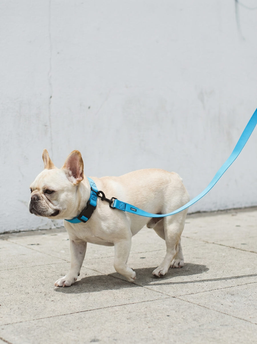 Dog wearing the sky blue collar and leash set from WOOF on a walk