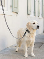 Zebra Pattern Dog Collar & Leash Set