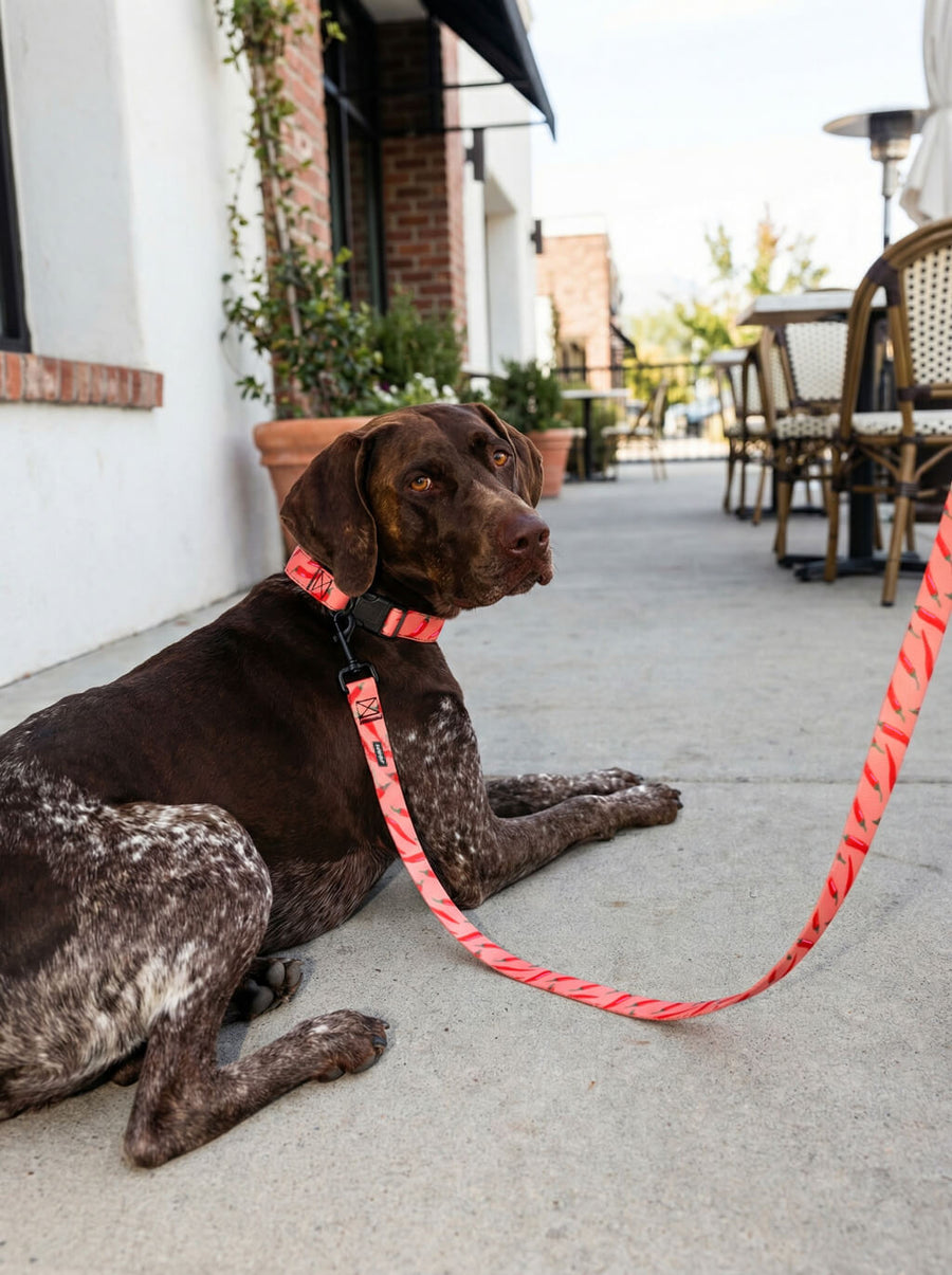 Chili print dog collar from WOOF photographed on a dog