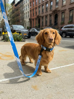 Happy Clouds Dog Collar & Leash Set