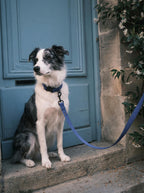 Deep Blue Dog Collar & Leash Set