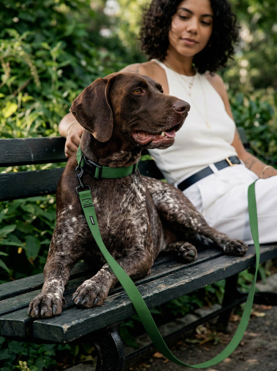Deep green dog collar and leash set from WOOF in use outdoors