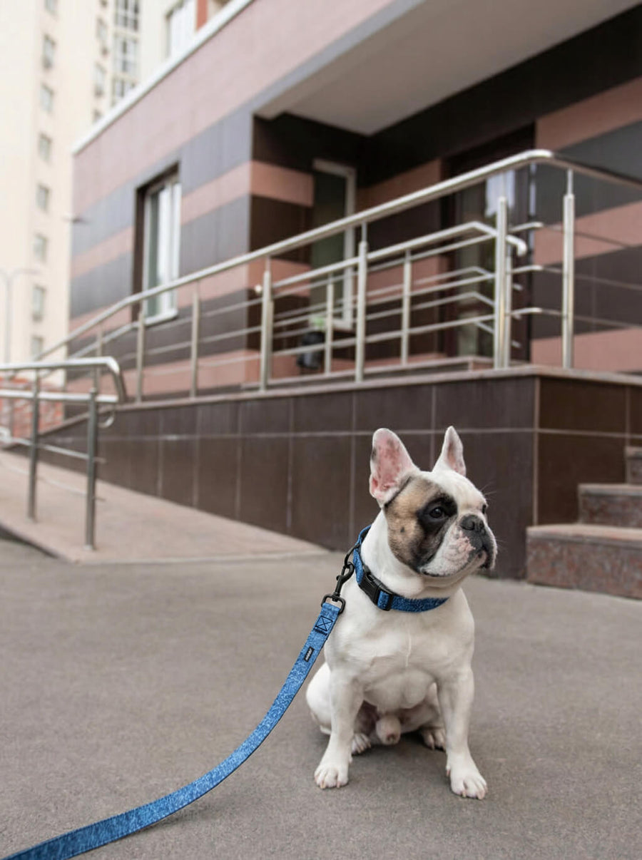 Denim look dog collar and leash set from WOOF in use outdoors