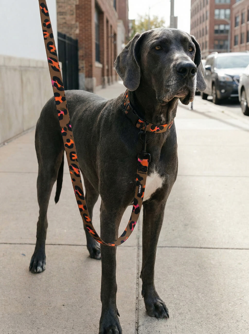Elegant Leopard Dog Collar & Leash Set