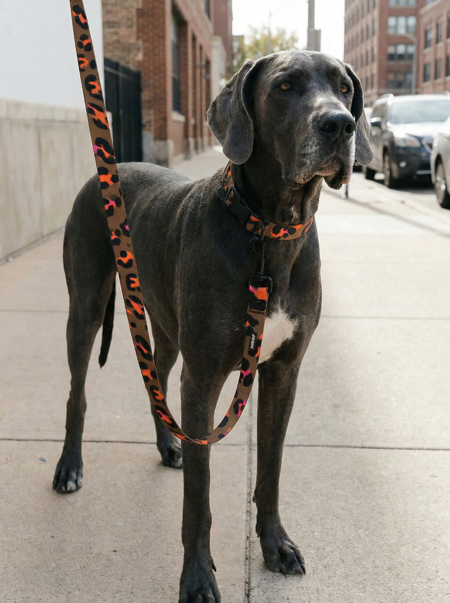 Dog wearing the leopard print collar and leash set from WOOF on a walk