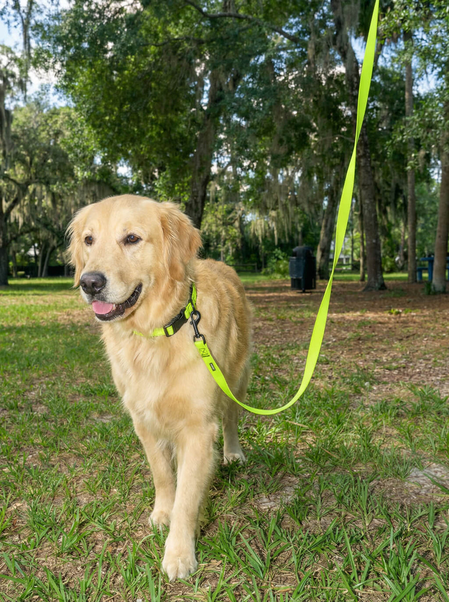 Dog wearing the neon green collar and leash set from WOOF on a walk