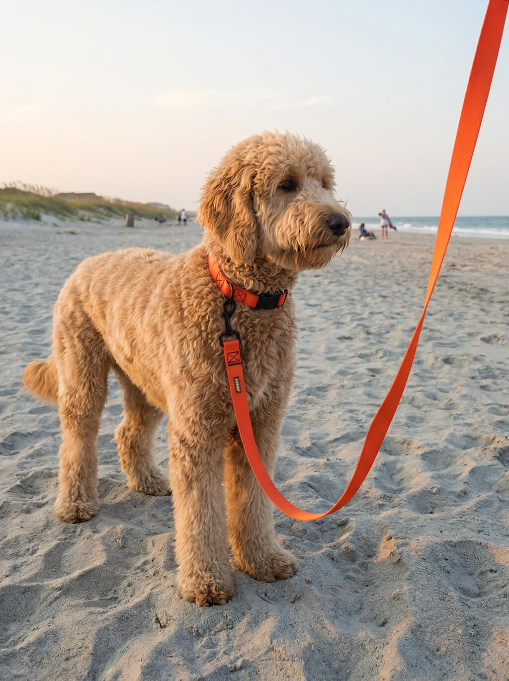 Neon Orange Dog Collar & Leash Set