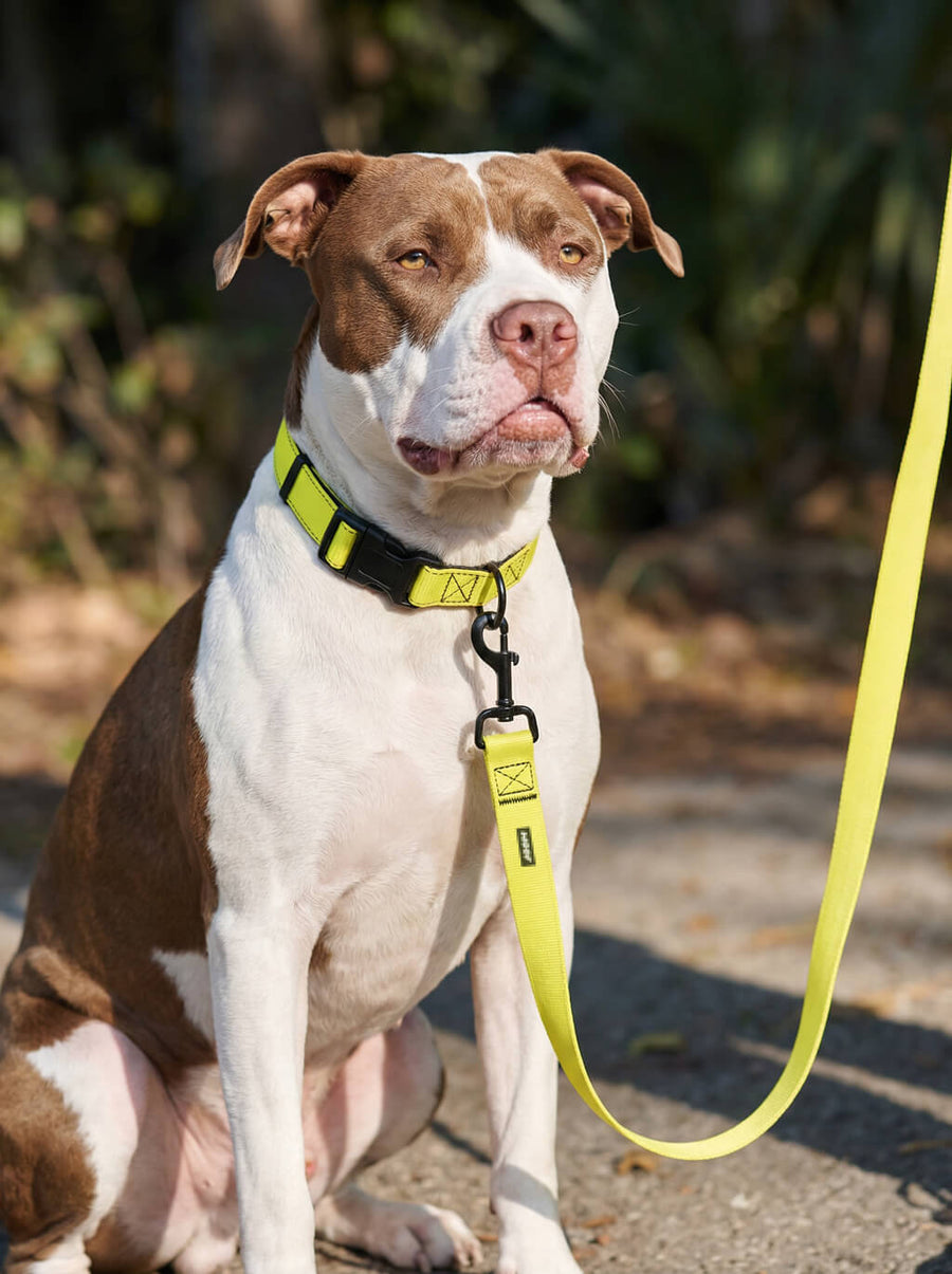 Neon yellow dog collar and leash set from WOOF in use outdoors