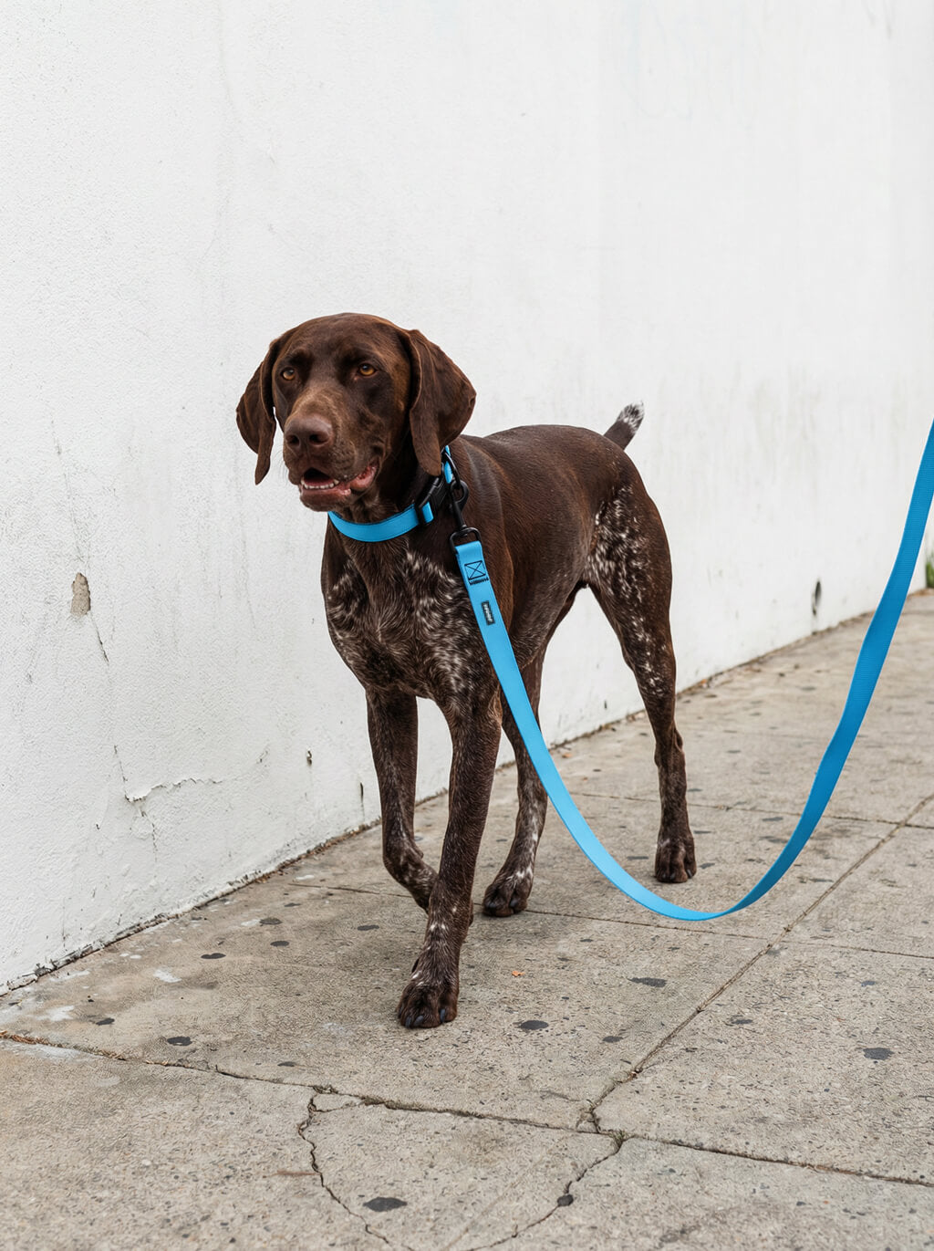 Sky Blue Dog Collar & Leash Set