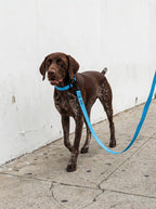 Sky Blue Dog Collar & Leash Set