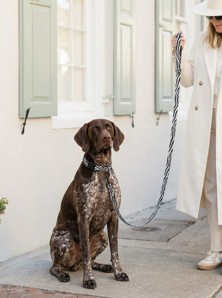 Zebra print dog collar and leash set from WOOF in use outdoors