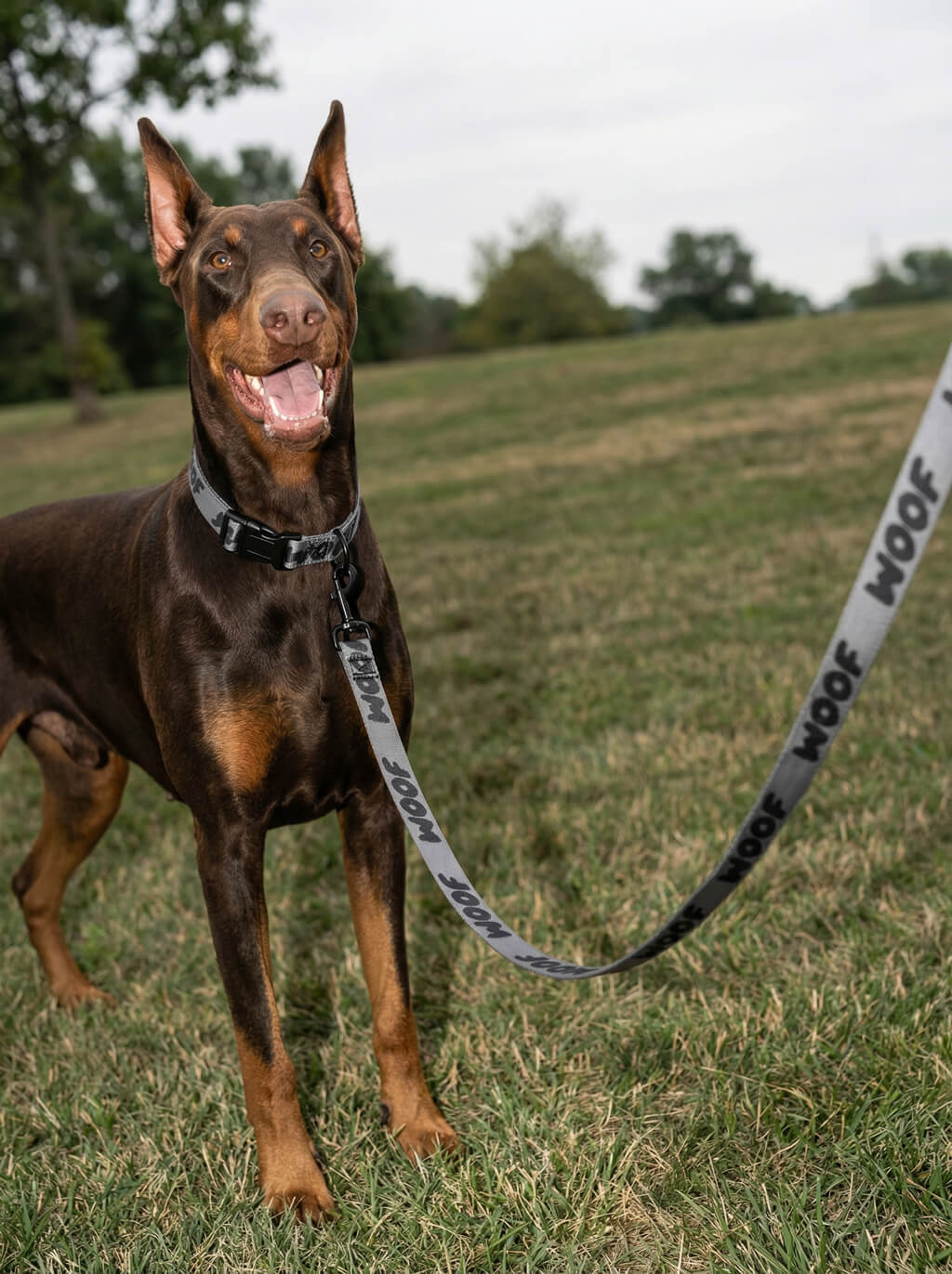 All Black WOOF Dog Collar & Leash Set