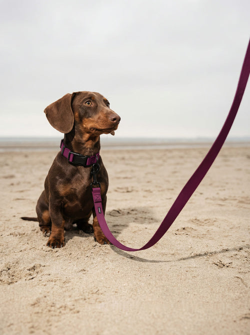 Burgundy dog collar from WOOF photographed on a dog