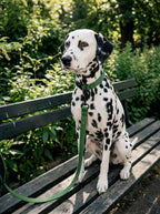 Deep Green Dog Collar & Leash Set