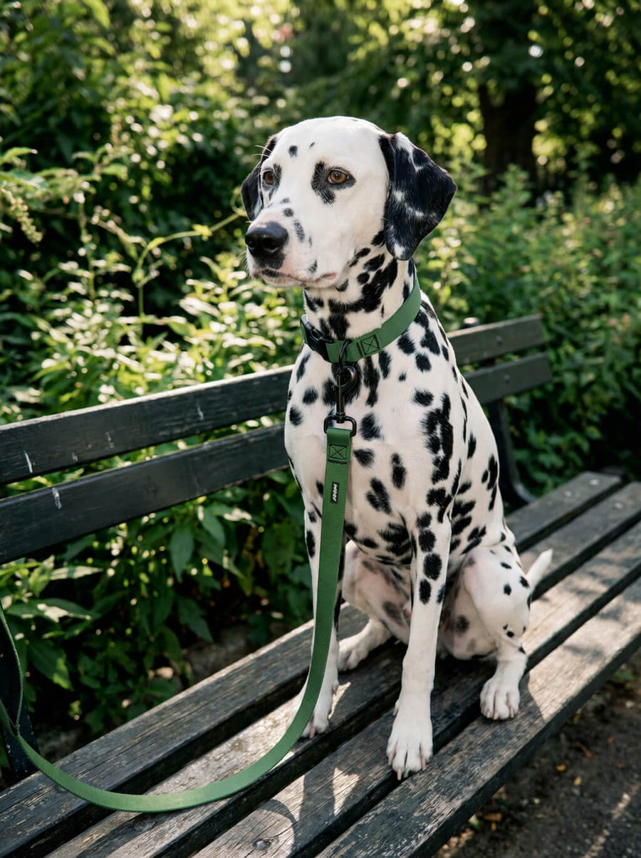 Deep green collar and leash set from WOOF worn by a dog in a park