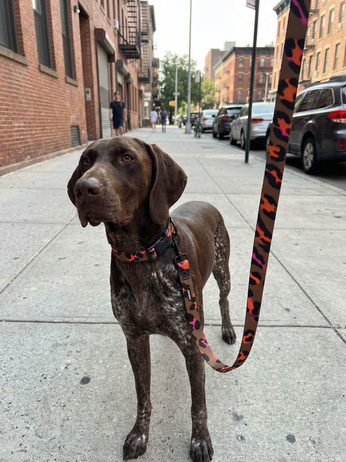 Leopard print dog collar and leash set from WOOF in use outdoors