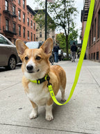 Neon Green Dog Collar & Leash Set